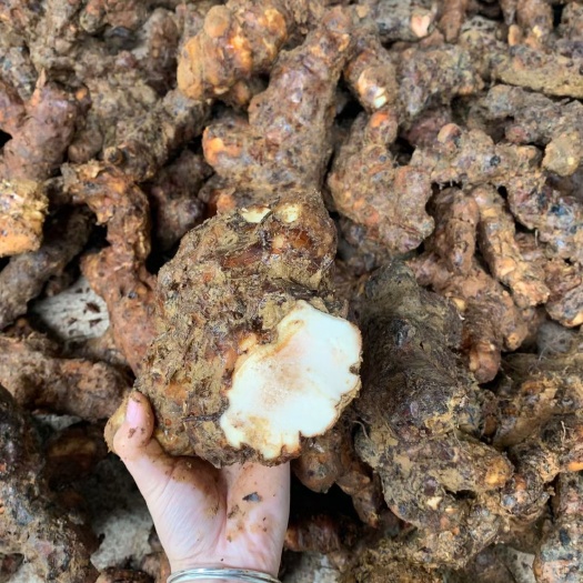 本地白肉土茯苓，清远本地白肉土茯苓，现挖现发