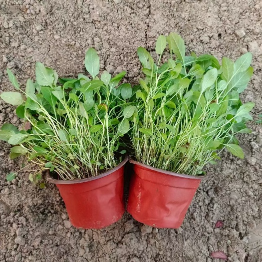 月见草