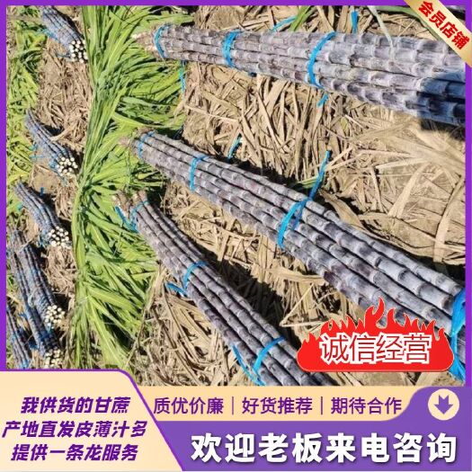 翁源县广东韶关精品甘蔗产地大量现货，一手货源，保质保量，欢迎咨询。