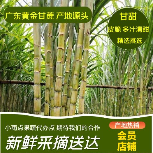 翁源县黄皮甘蔗，清甜可口多汁，产地货源，质优价廉