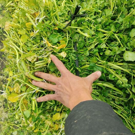 连州市西洋菜种苗，大量上市批发价格，货源充足，质量保证，需要联系我