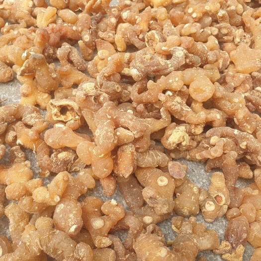 仁寿县黄精干个子，姜型不倒苗甜黄精，多花姜型甜黄精个子