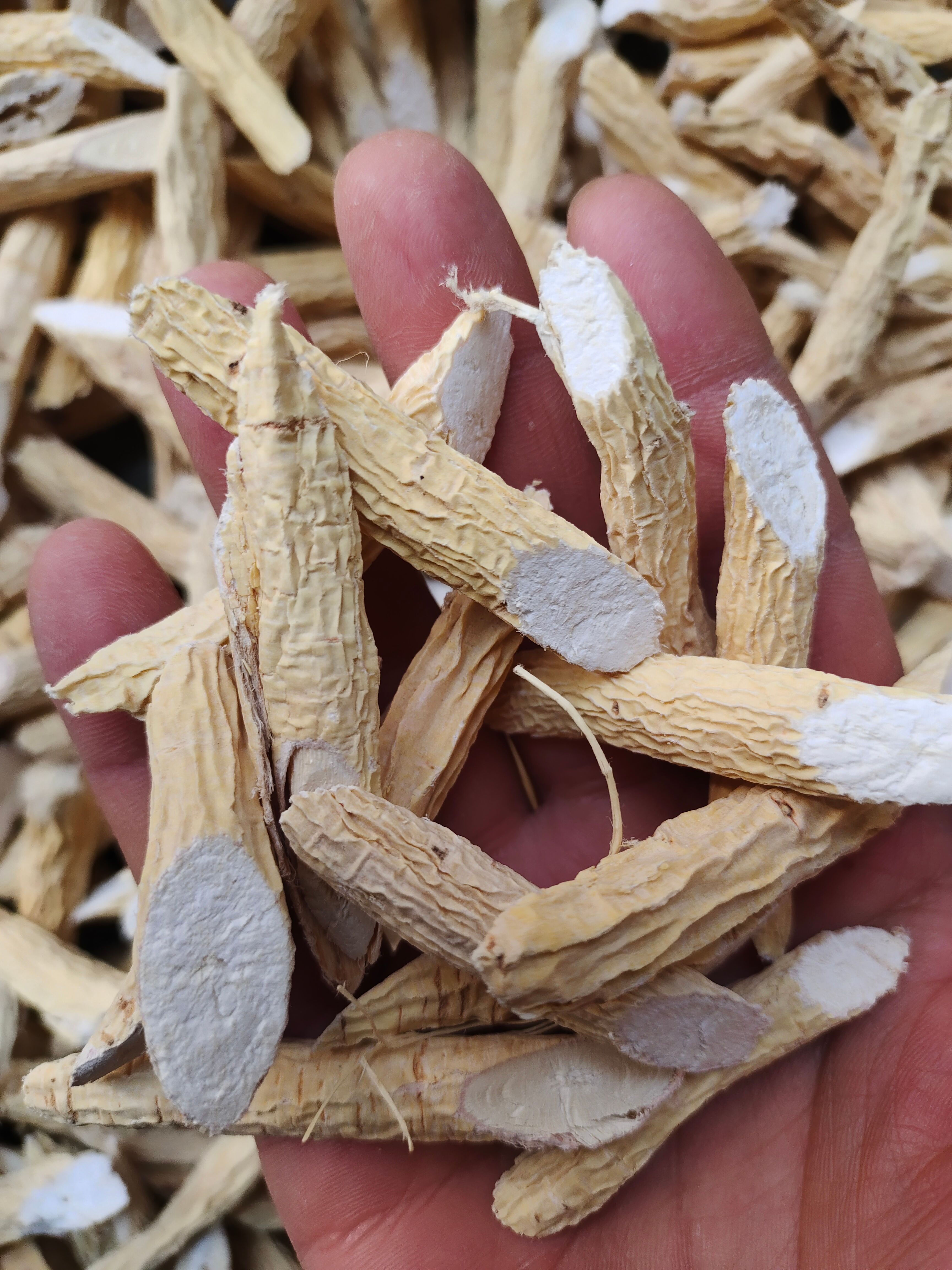 粉质牛大力 大量供应批发 品质好货牛大力 牛大力现货