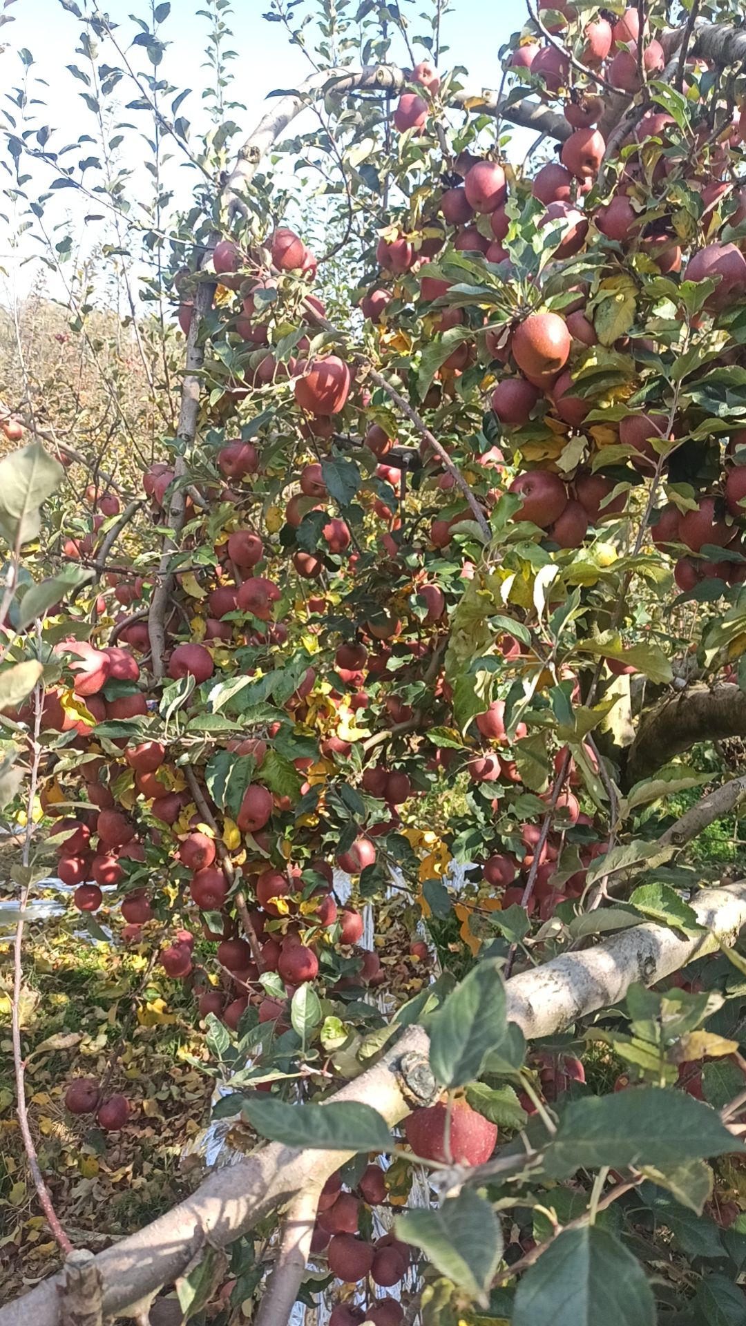 云南昭通丑苹果主标题：云南昭通红富士丑苹果皮薄肉脆季新鲜
