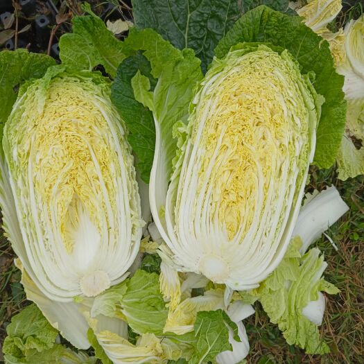 汉寿县伏质黄心大白菜大量上市。