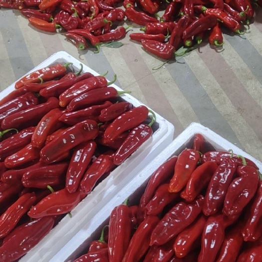芜湖精品红椒，万亩基地，大量上市中，欢迎老板洽谈合作