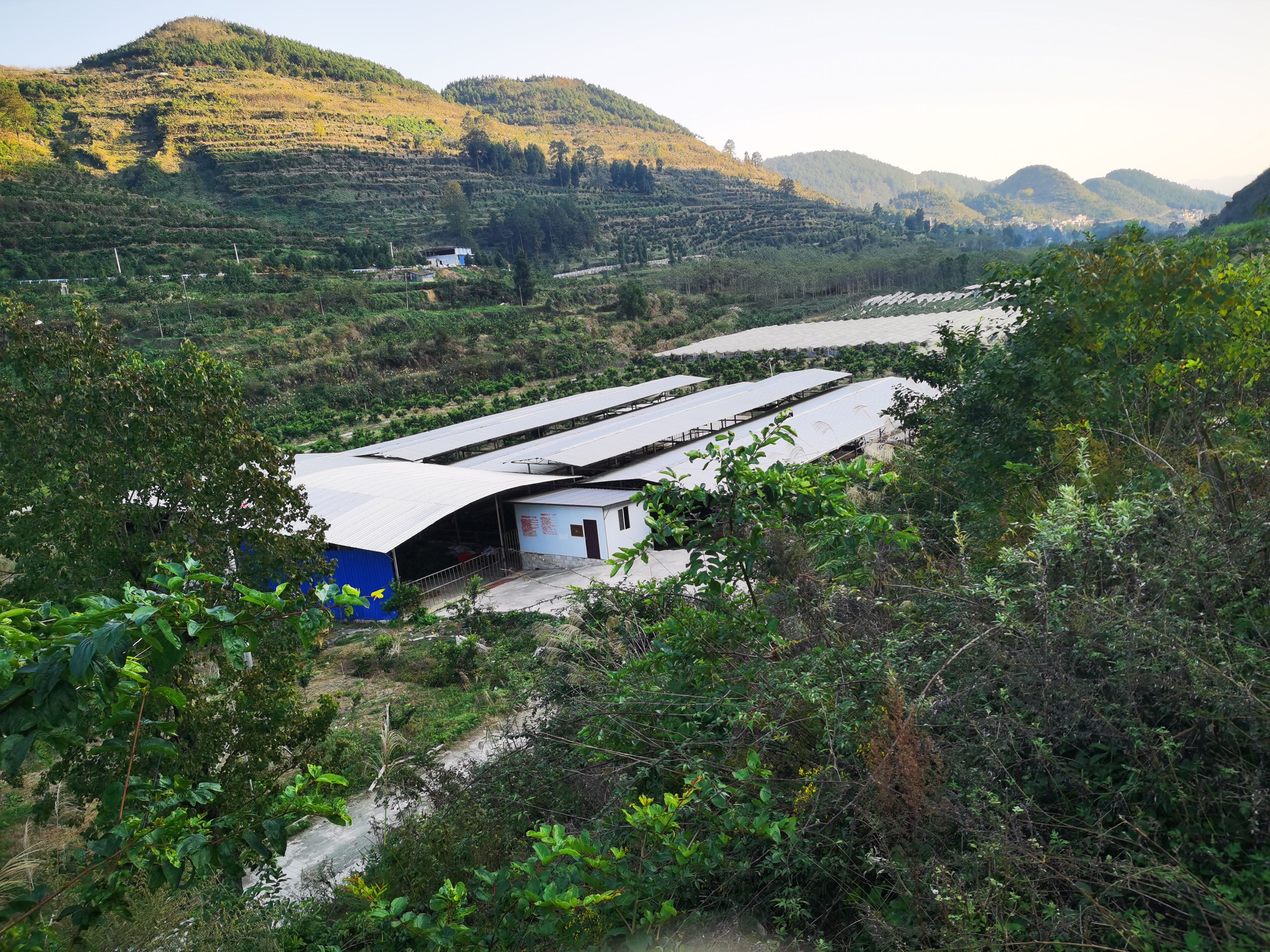 养殖场及柑橘阳光葡萄基地转让及合作