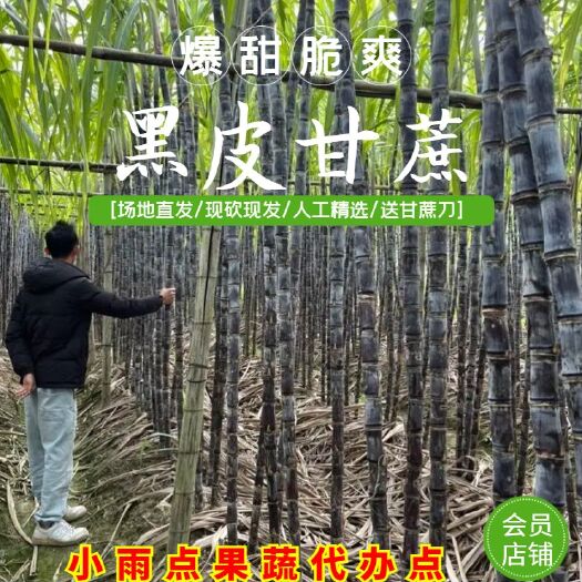 【热销】广东甘蔗大量上市中。多汁，脆甜一手货源，产地直发