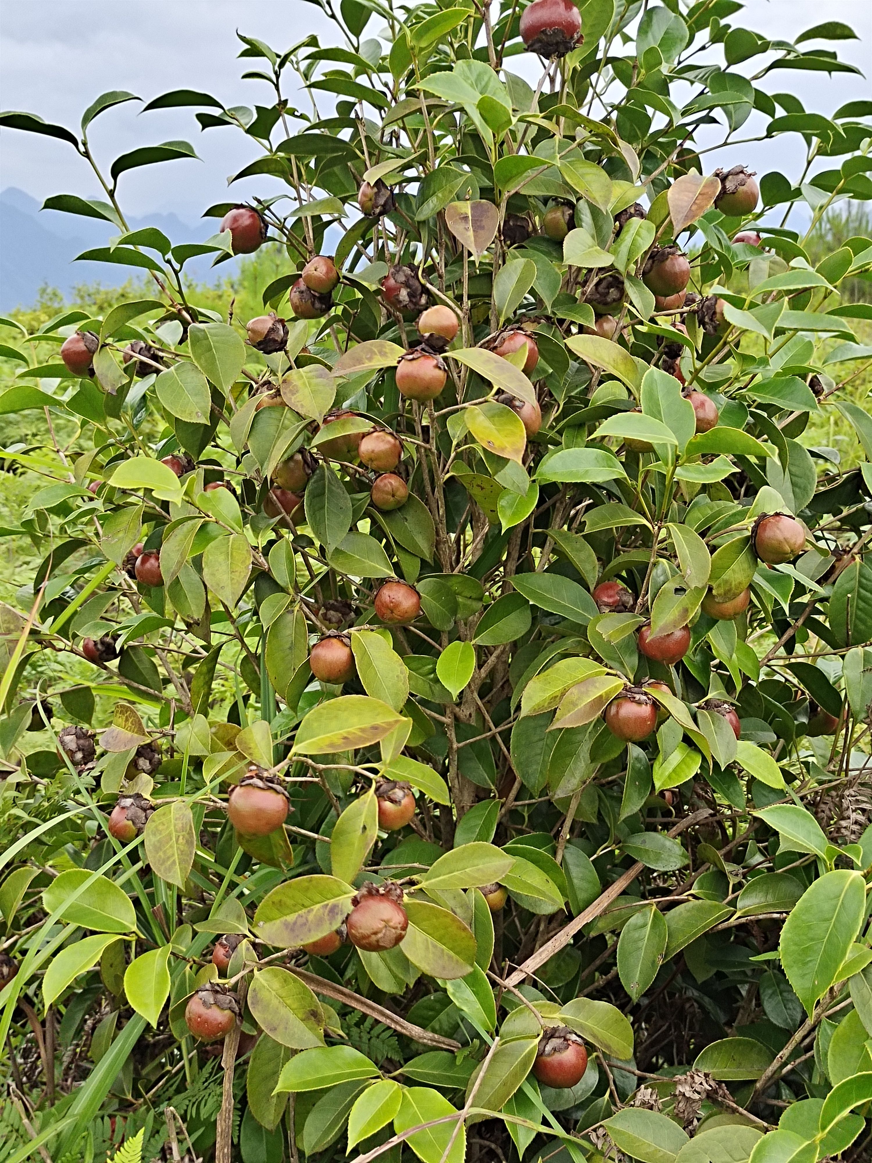 中科大果白花油茶简介图片