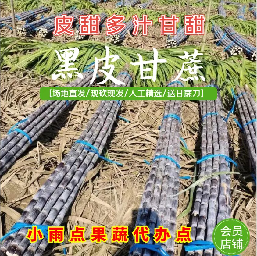 广东翁源基地甘蔗大量上市。大量货源，产地源头，市场/商超直供