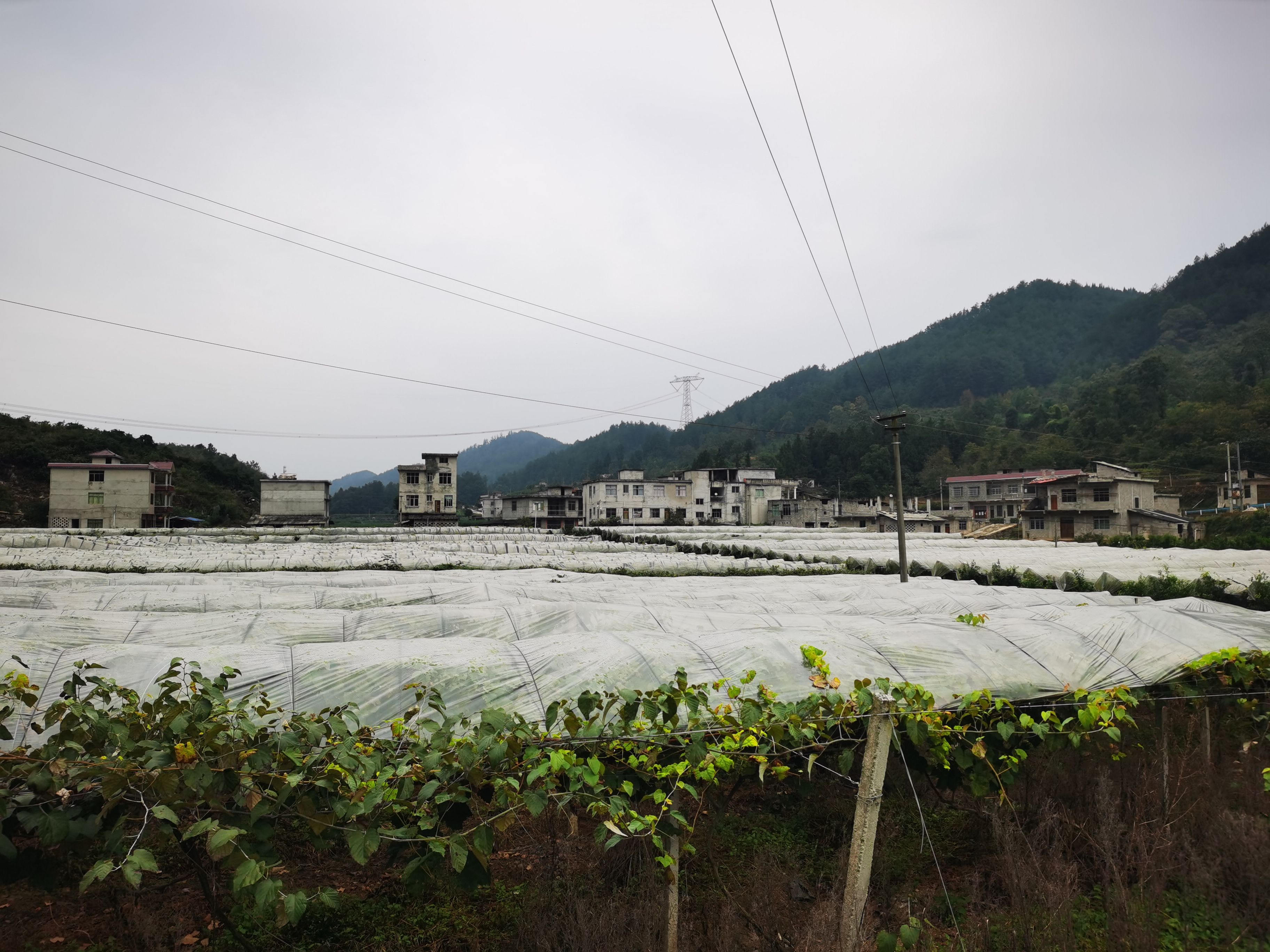 养殖场及柑橘阳光葡萄基地转让及合作