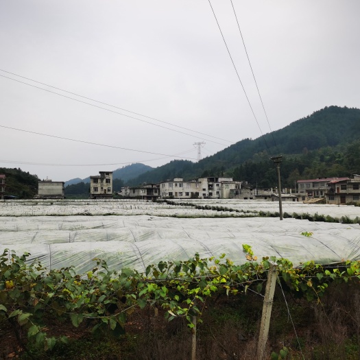 德江县养殖场及柑橘阳光葡萄基地转让及合作