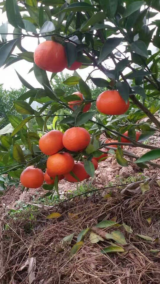 东方红橘，甜度高、果味足、化渣好