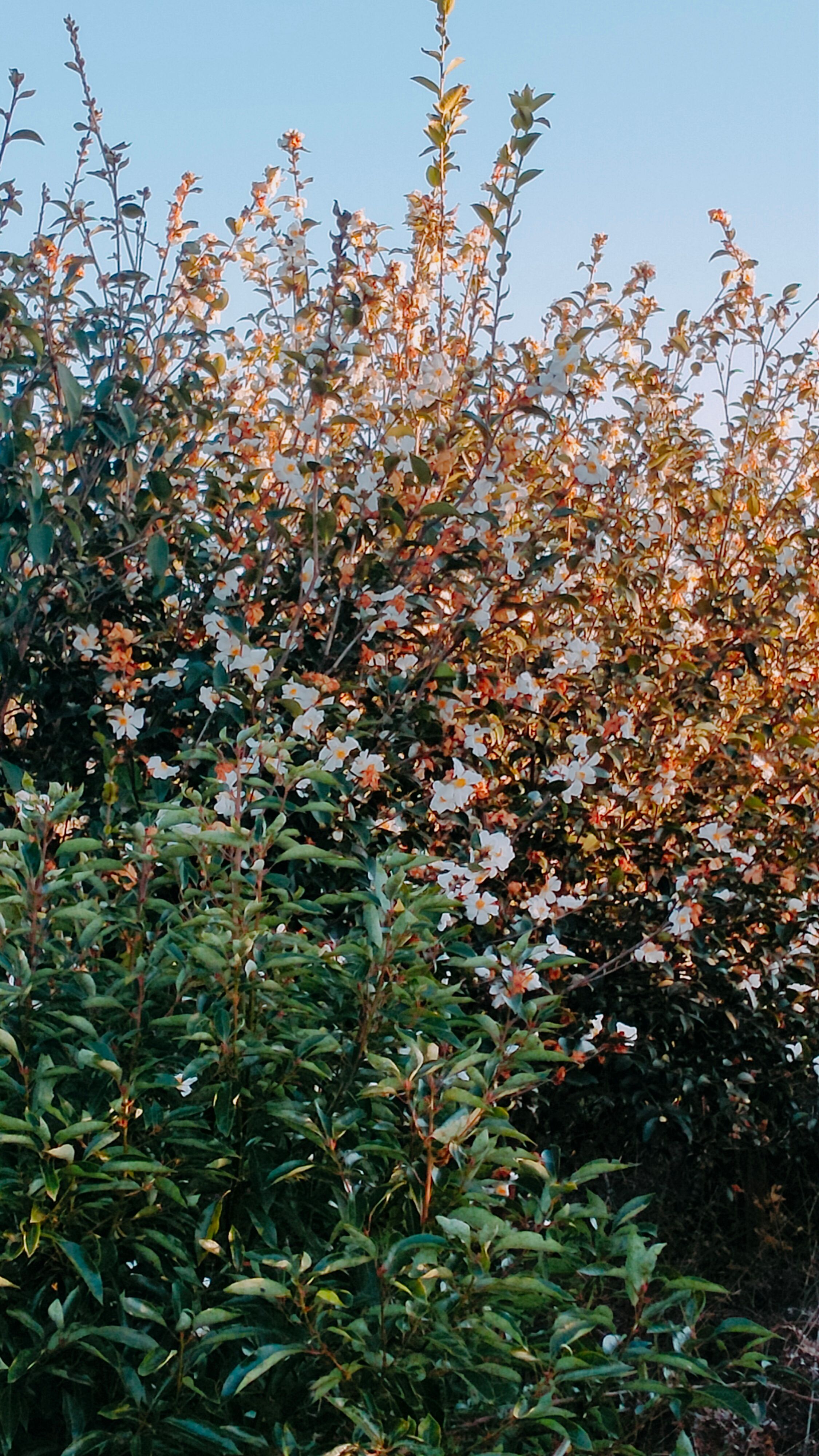 百花蜜   冬蜜