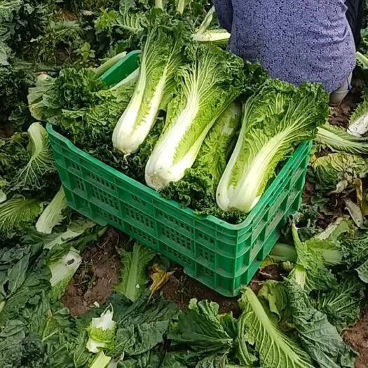 江永县津育60大白菜天津青麻叶 农家肥种植