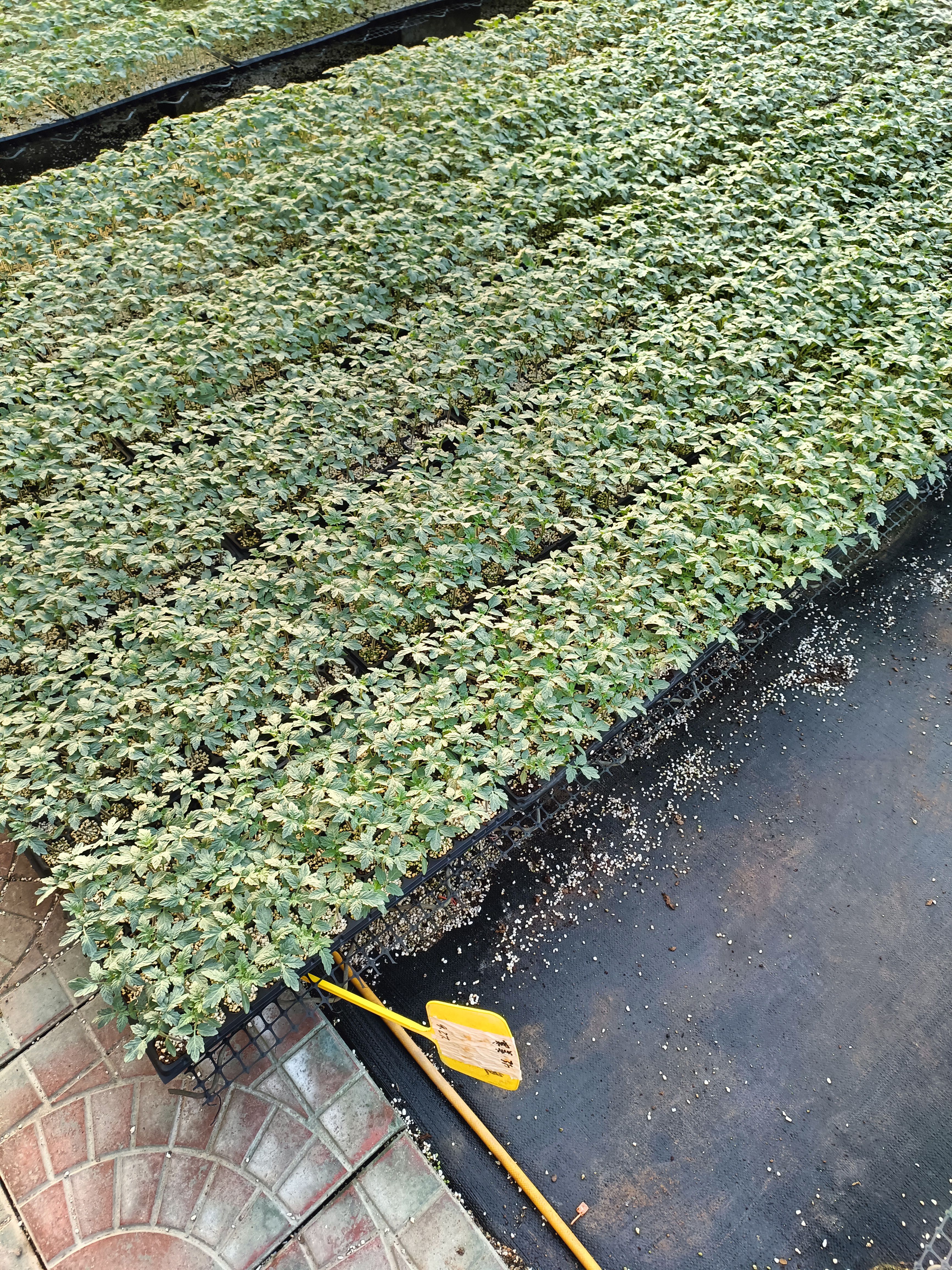 大粉番茄苗