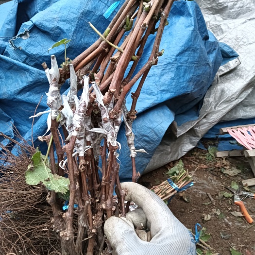 平度市藤稔葡萄苗 山东批发生产基地