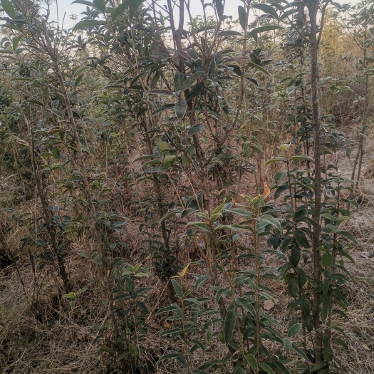 唐河县桂花苗
