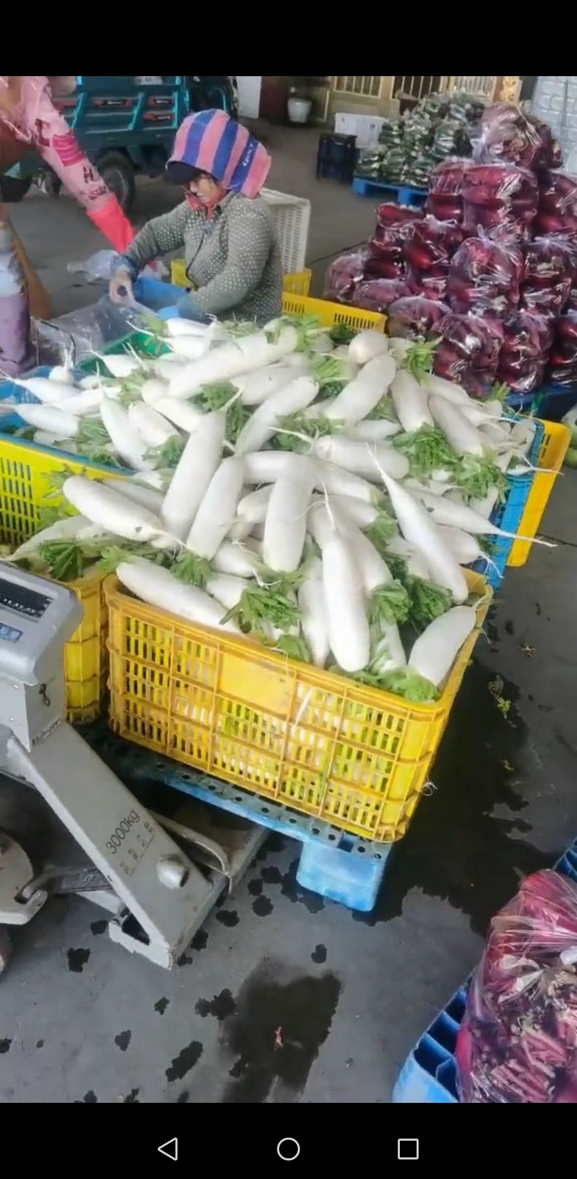 东台白玉春、白萝卜