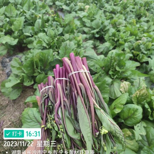 宁乡市红菜苔