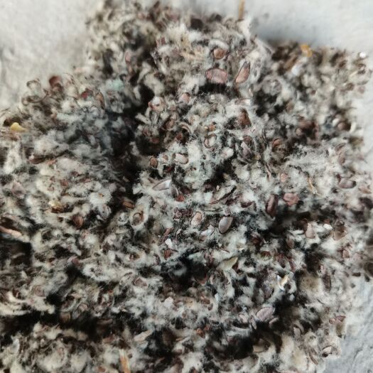忻城县优质棉壳常年面向广西来宾崇左优价发货