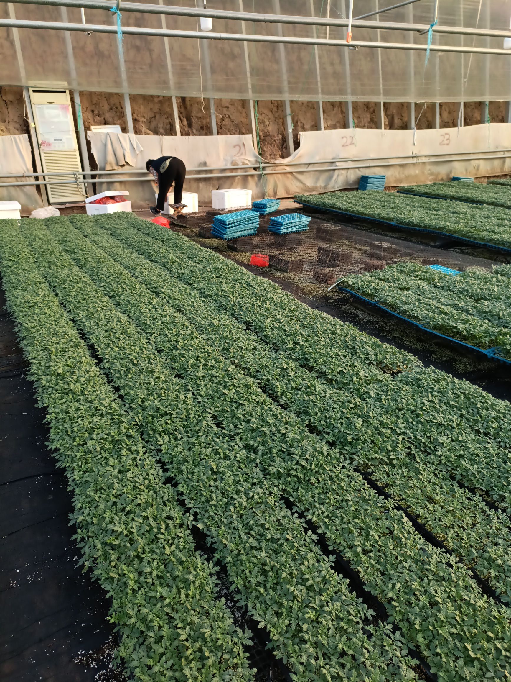 大粉番茄苗