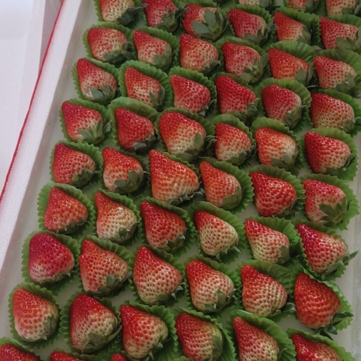 红颜草莓