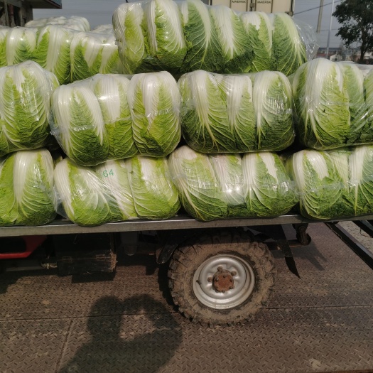 东台市东台黄心大白菜