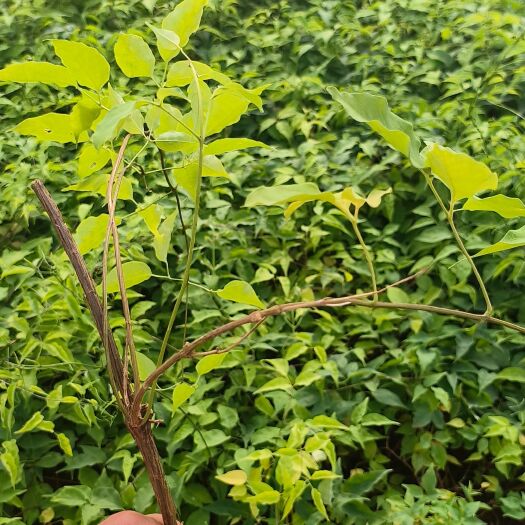 宜良县炮丈花