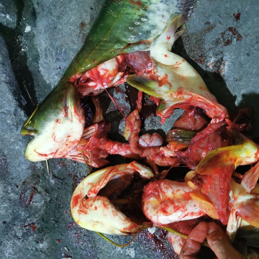 枣阳市无油大口鲶鱼