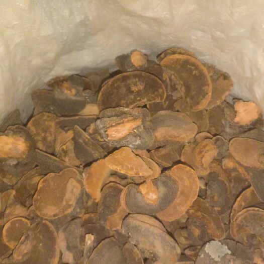 合水县桦树茸