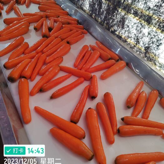 通许县通许县胡萝卜