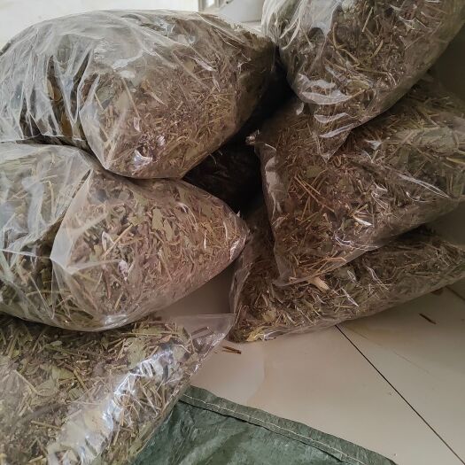 巴马深山老林中药材狸尾草
