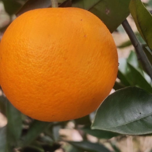 永州湖南永州蜜香橙