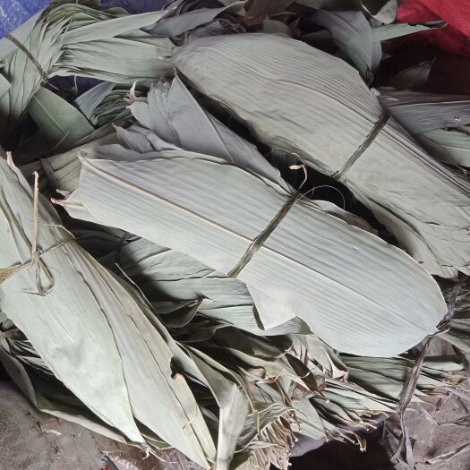 峡江县产新的干粽叶，江西高山中的宽粽叶