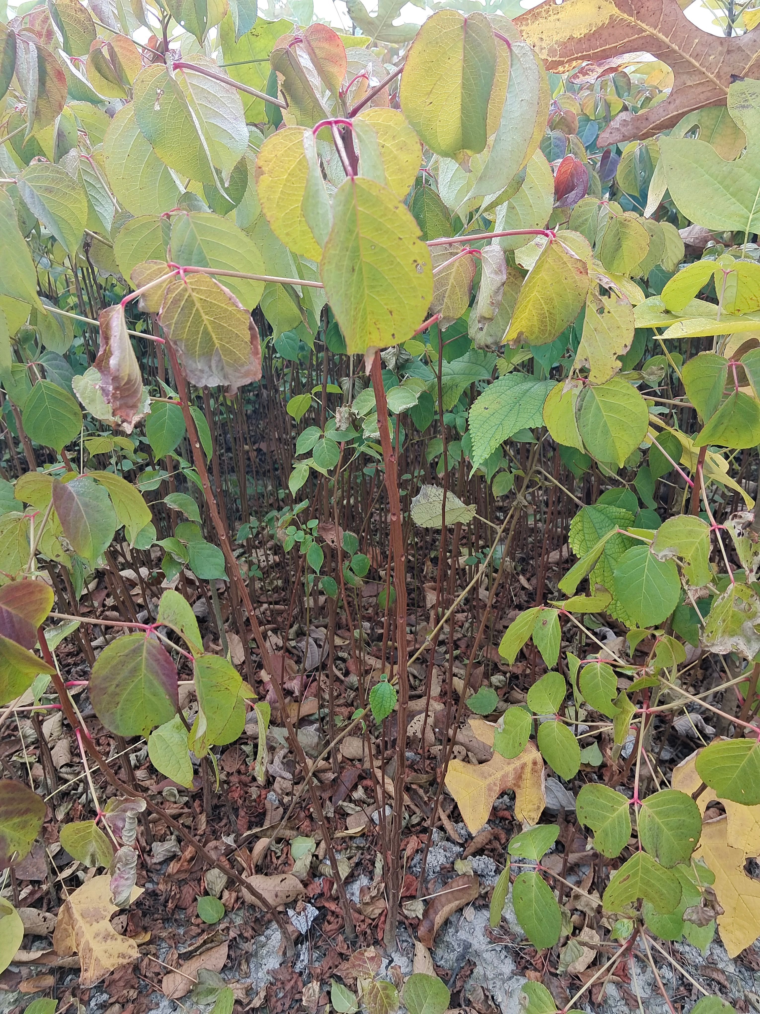 重阳木   重阳木小苗海量现货供应欢迎来电咨询