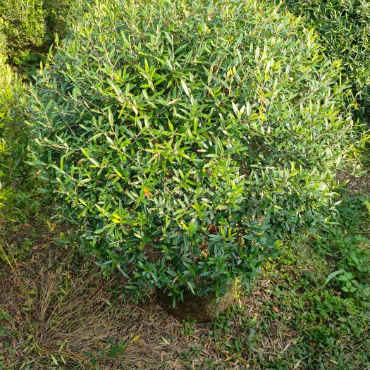 阳朔县木樨榄球，35布袋苗。优惠