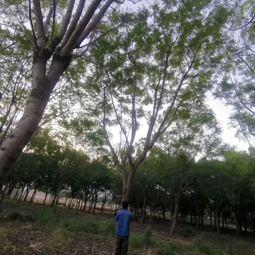 昆明蓝花楹