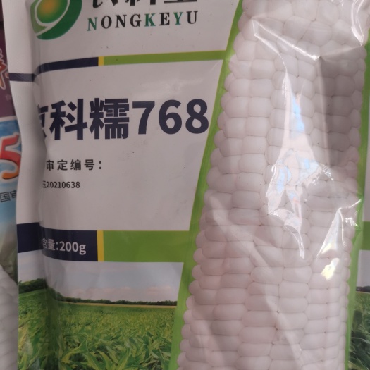 成都京科糯玉米种子