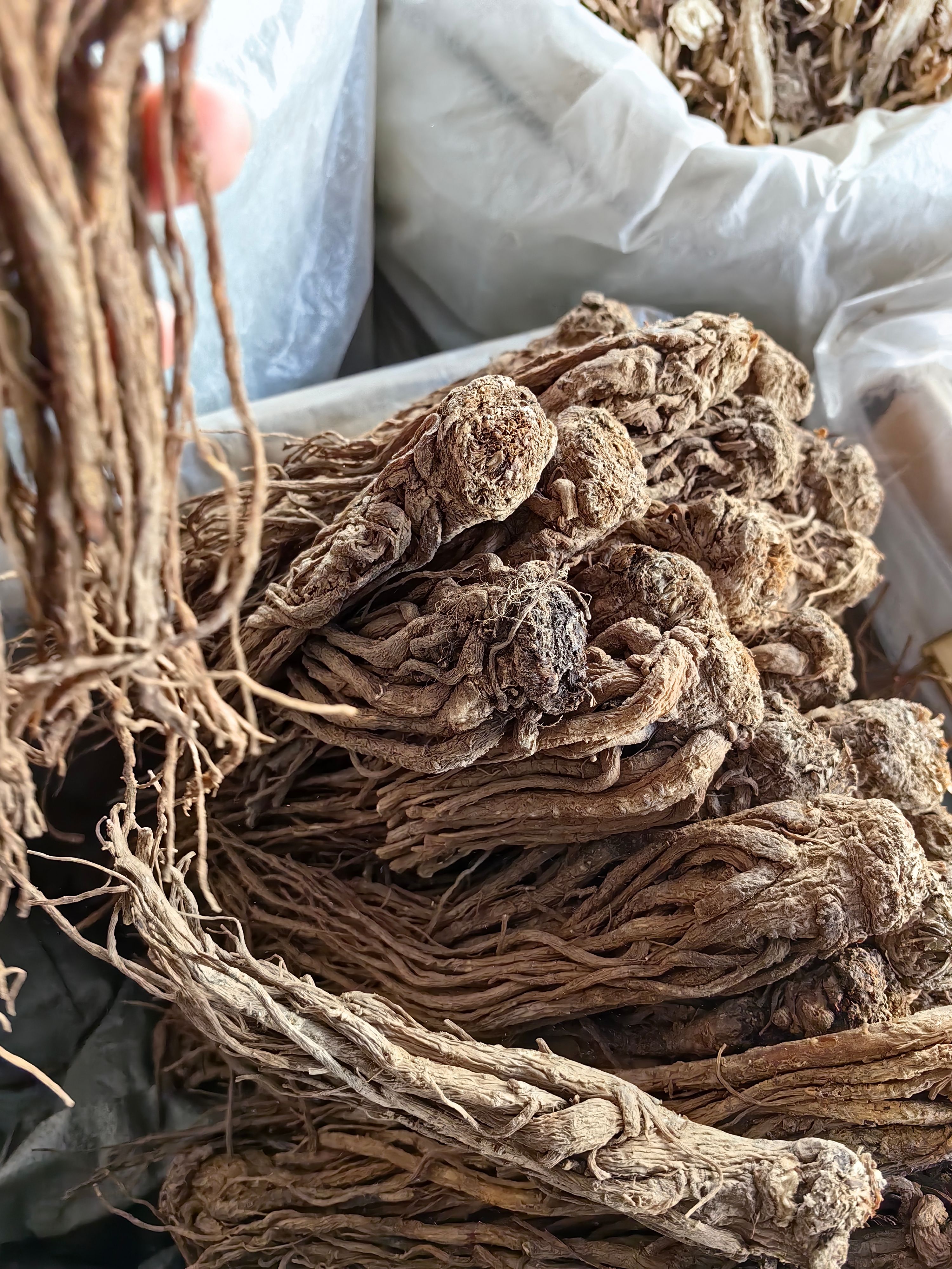 当归个 无硫当归个子规格齐全 批发各种当归个 量大从优