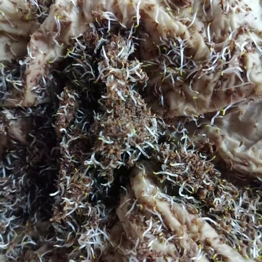 清原县龙胆草籽