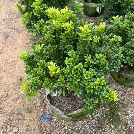 漳州米兰美植袋现货