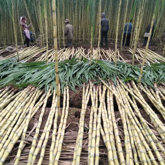 甘蔗，超甜，软糯