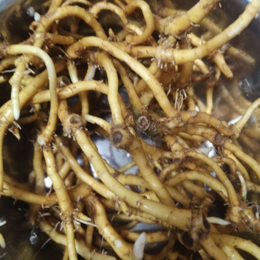 贵阳玉竹，鲜货，带须根，可以去须根价格不同