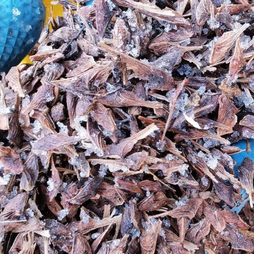 开原市茶条槭种子 三角枫种子 批发东北耐寒抗冻种源胚芽鲜活量大从优
