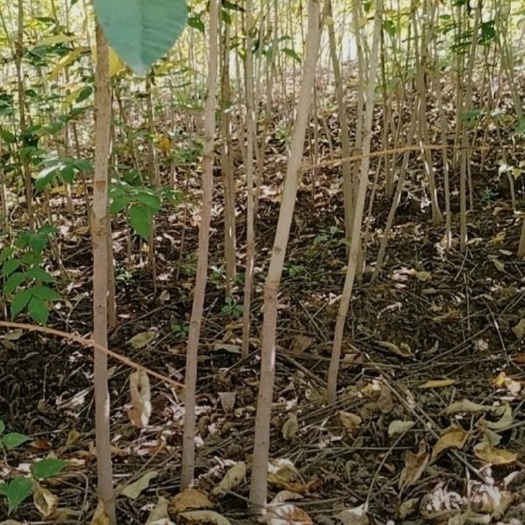 西和县漆树