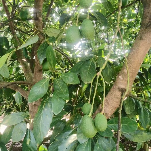 昆明牛油果/基地直发／一件代发