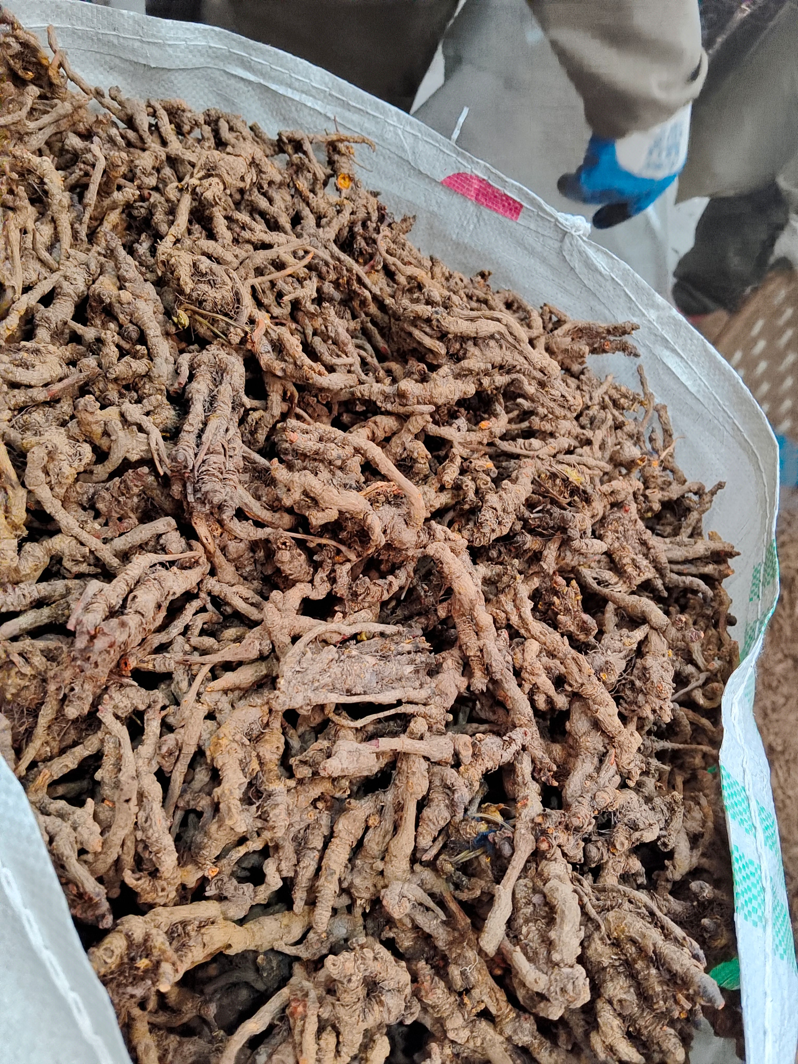 黄连