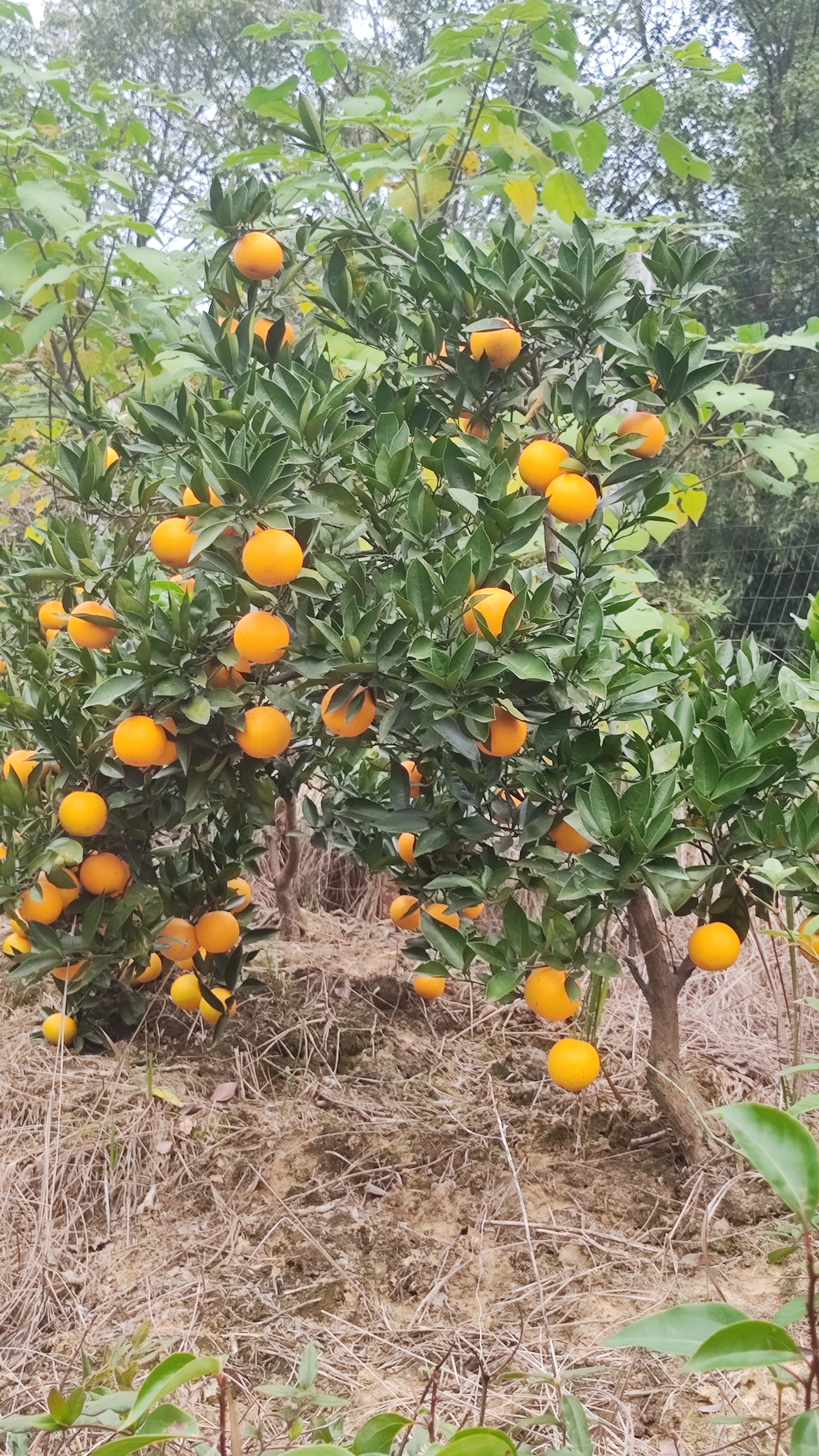 湖南永州蜜香橙