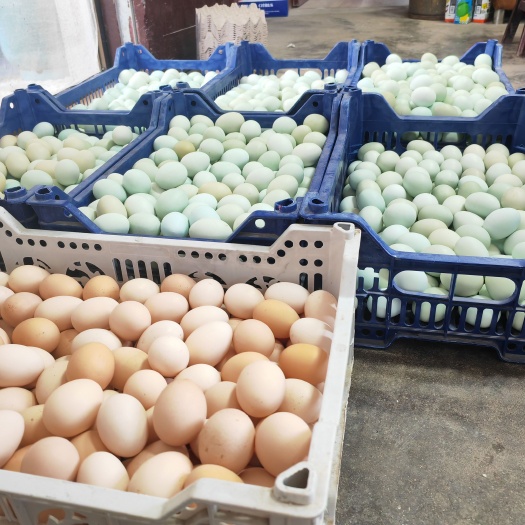 如东县农家纯粮饲养五黑鸡蛋
